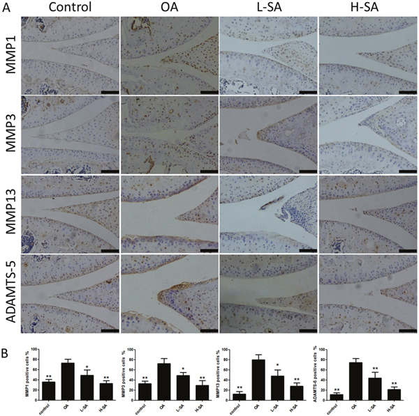 Effect of sanguinarine (SA) on cartilage matrix degradation in vivo.