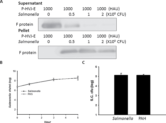 Salmonella coated with P-HVJ-E (PHS).