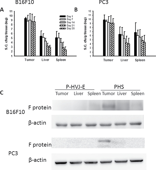 PAH delivered HVJ-E to tumor sites in vivo.