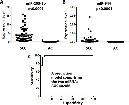The diagnostic performance of the prediction model with two miRNAs (miRs-205-5p and 944) for the discrimination of SCC from AC was successfully validated in formalin-fixed, paraffin-embedded lung tumor tissues collected in geographically distant populations.