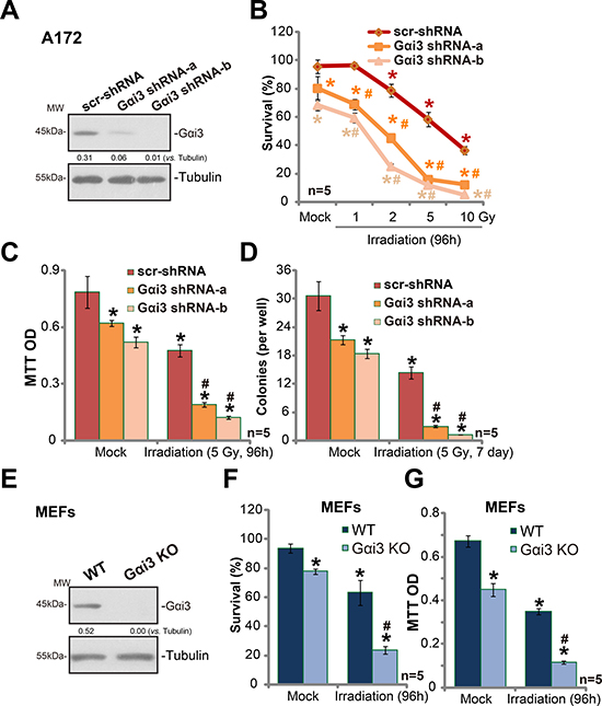 Silencing G&#x03B1;i3 sensitizes irradiation-induced glioma cell death.