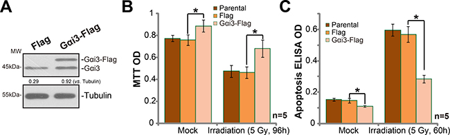 Exogenous G&#x03B1;i3 over-expression in A172 cells cause irradiation resistance.