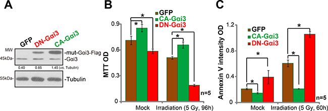 Irradiation sensitivity is altered with G&#x03B1;i3 mutation in A172 cells.