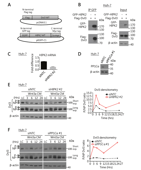 HIPK2/PP1C&#x03B1; interacts with Dvl3 and is required for Dvl3 protein de-phosphorylation in HCC cells.