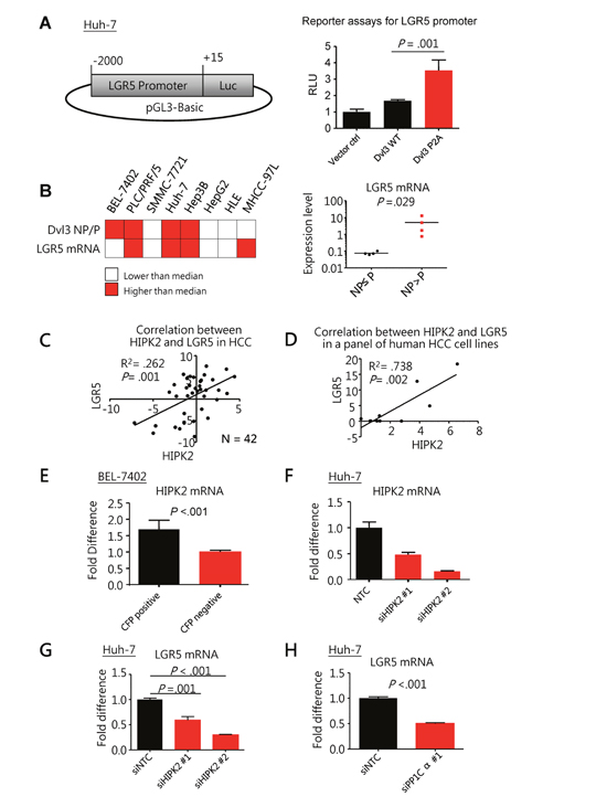 Non-phosphorylated Dvl3 as mediated by HIPK2/PP1C&#x03B1; helps sustain LGR5 mRNA expression in HCC.