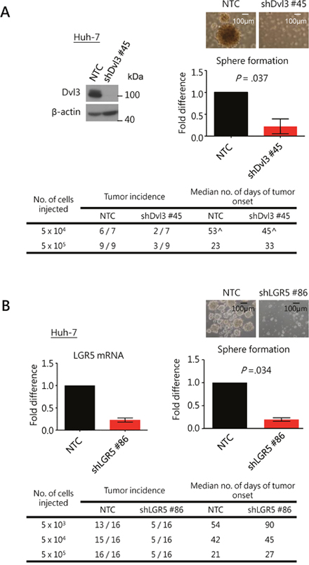 Knockdown of Dvl3 and LGR5 suppresses stemness properties in HCC cells.