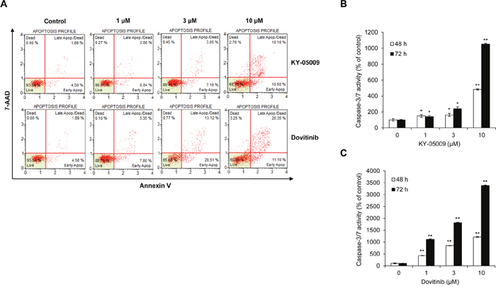 KY-05009 and dovitinib induce apoptosis of MM cells.