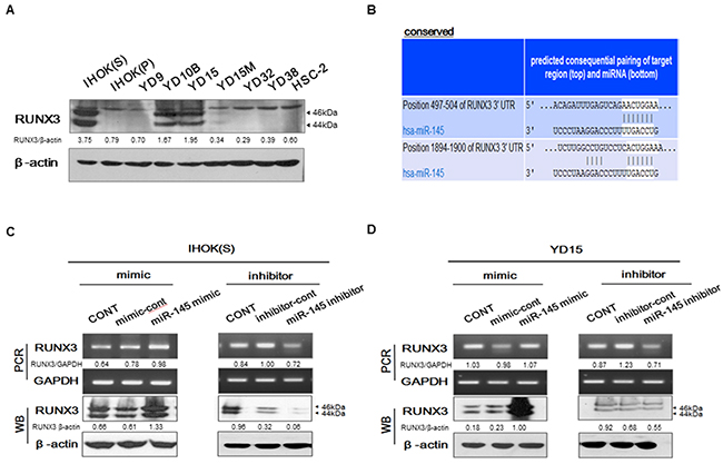 RUNX3 regulation by targeting of miR-145-5p (A) Endogenous protein levels of RUNX3 in IHOK and OSCC cells.