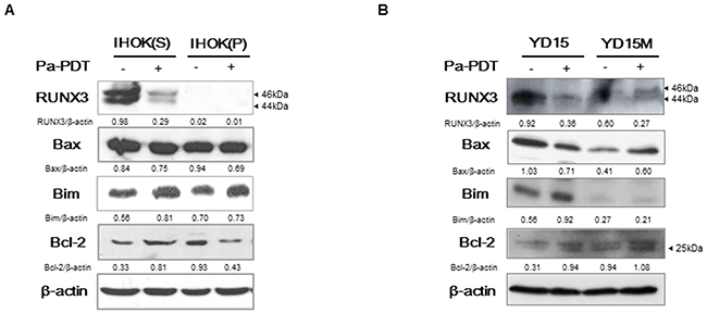 The expression of apoptosis-related genes through RUNX3 downstream by Pa-PDT.