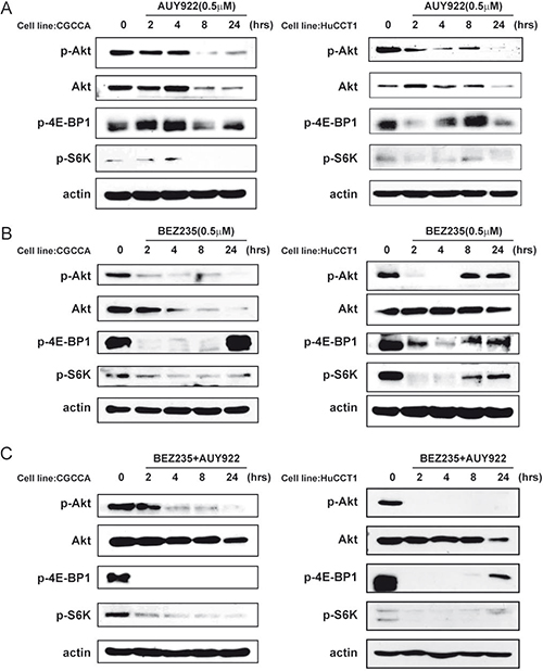 NVP-AUY922 and NVP-BEZ235 functioned together to block the PI3K/Akt/mTOR signaling pathway.