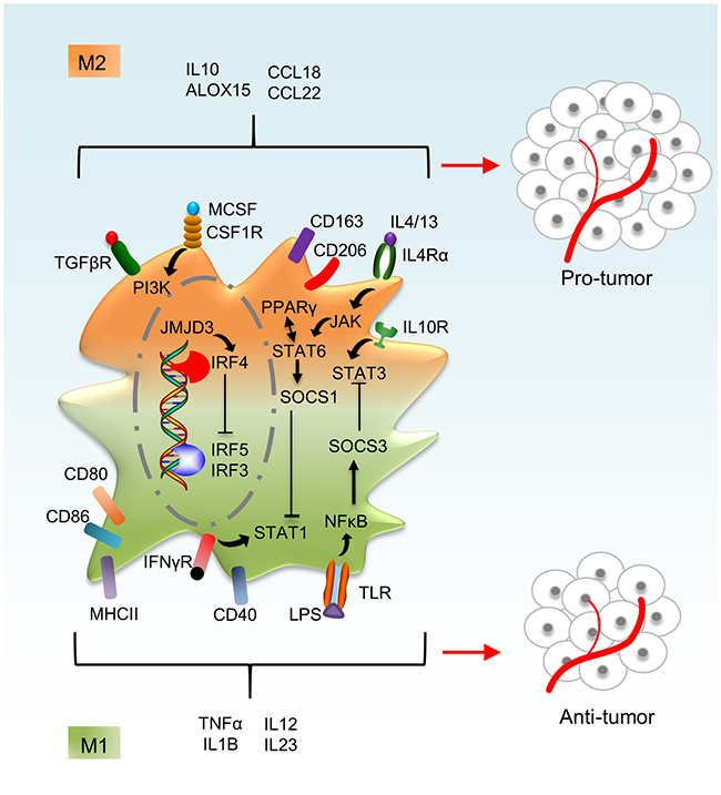 Macrophage activation phenotypes.