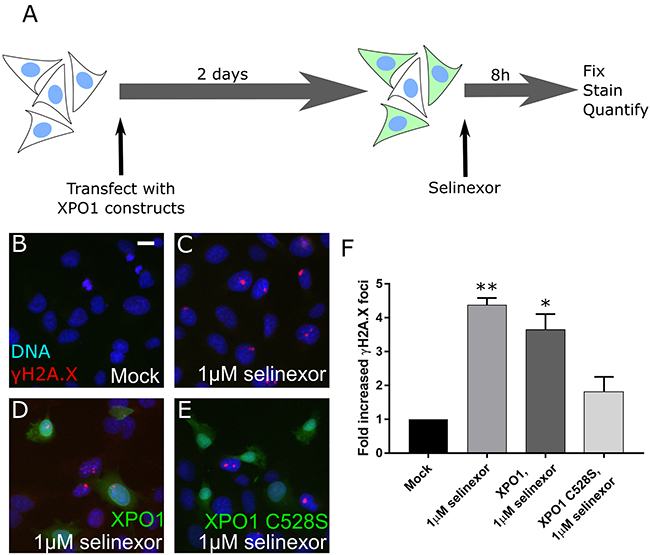 DNA damage foci formation after SINE treatment requires XPO1 binding.