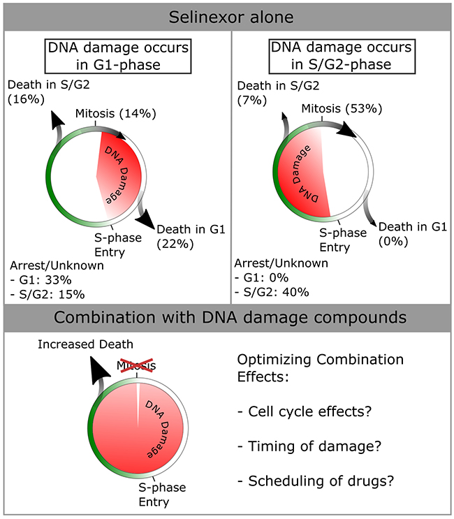 Summary of cell cycle -associated cell fates after DNA damage in HT-1080.