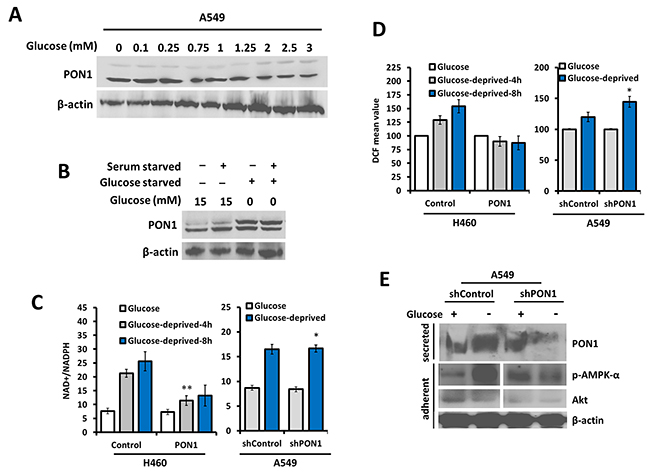 Glycolytic regulation controls PON1-dependent antioxidative response in lung cancer cells.