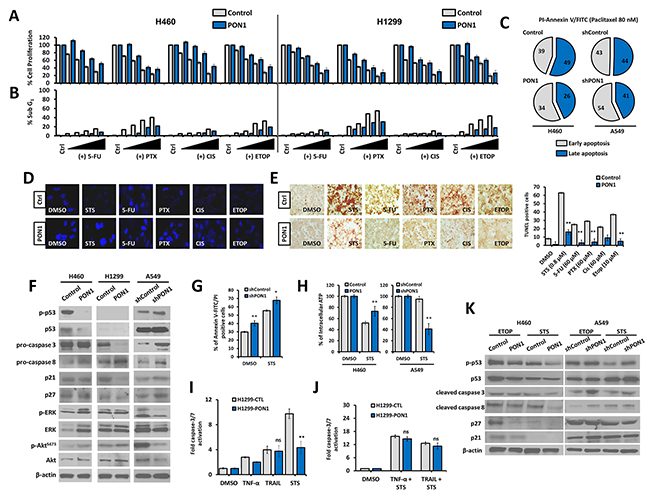 PON1 supports escape from drug- and ligand-induced cell death in lung cancer cells.