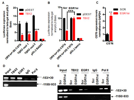 TBX2 represses CST6 through an EGR1-dependent mechanism.