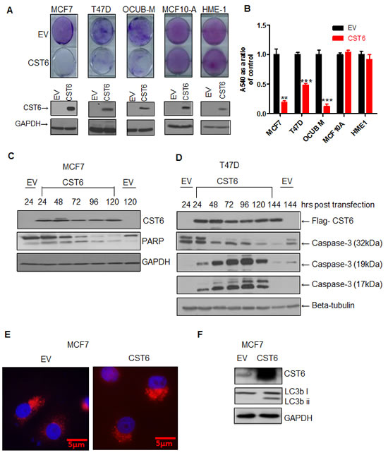 CST6 induces apoptosis in a cancer-specific manner.