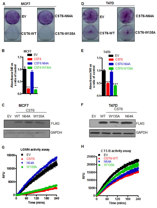 CST6 induces apoptosis through inhibition of asparaginyl endopeptidase activity.