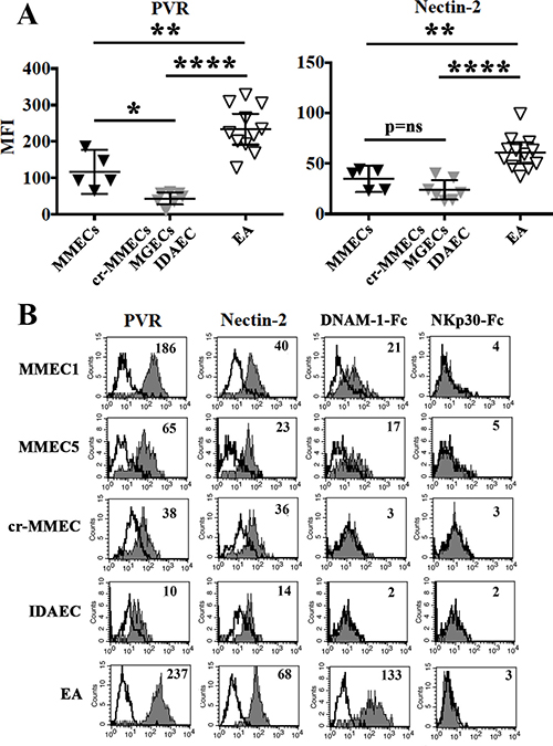 PVR and nectin-2 expression in MMECs and normal endothelial cells.