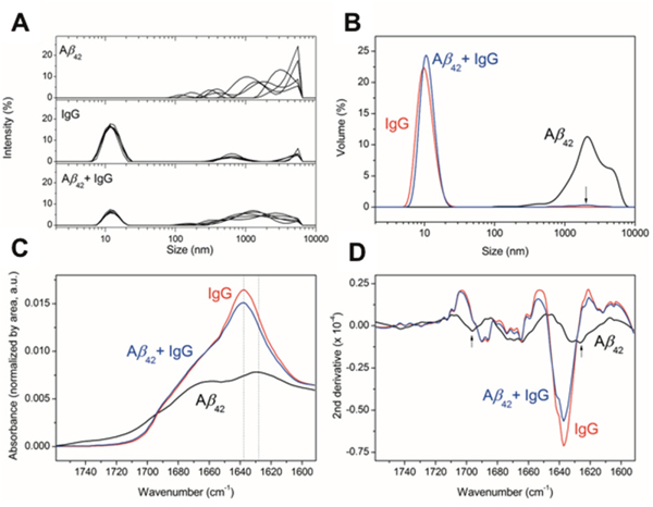 Effect of IgG on A&beta; oligomerization.