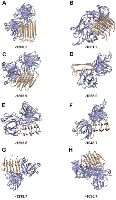In silico study of A&beta;1-42 binding the IgG Fab region: Top scored decoys for antibody-A&beta;1-42 docking.
