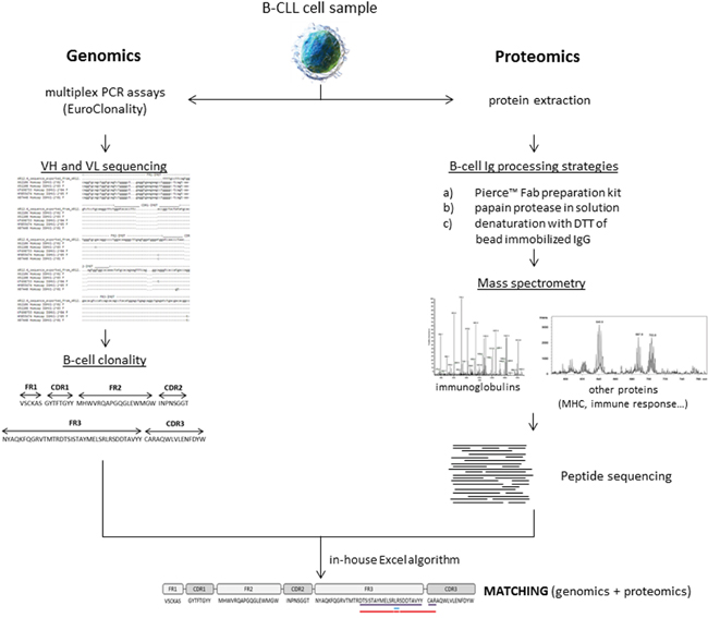 General workflow of the study.