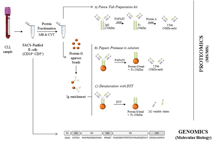 Overview of the procedures performed in this study.