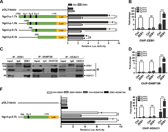 ZEB1 represses Ngn3 transcription via interaction with DNMT3B and HDAC1.