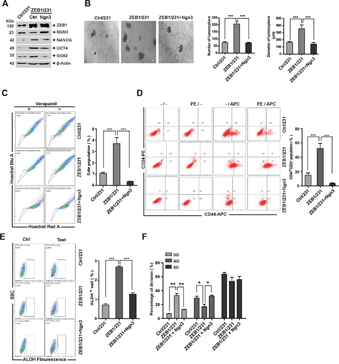 ZEB1/Ngn3 signaling affects breast CSC properties in vitro.