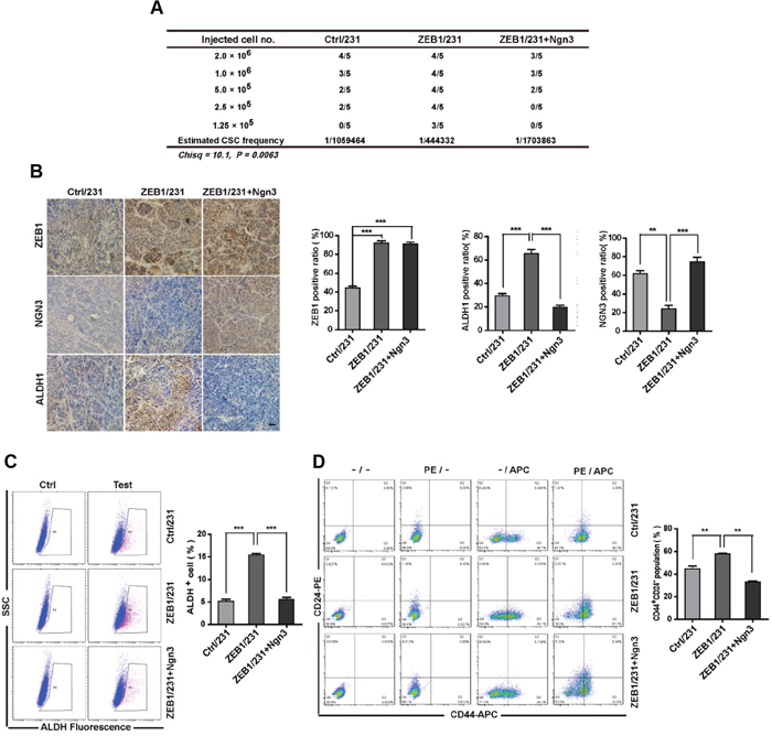 ZEB1/Ngn3 signaling affect breast CSC properties in vivo.