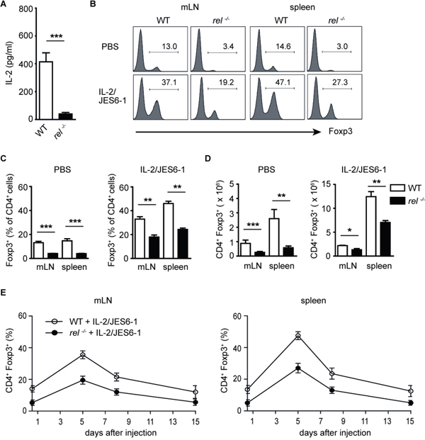 In vivo expansion of Foxp3+ Tregs with IL-2/JES6-1 complex in rel-/- mice.