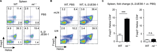 Rapid expansion of Helios+Foxp3+ Tregs after IL-2/JES6-1 treatment.
