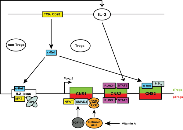 Schematic overview of the proposed mechanism of c-Rel-mediated regulation of Tregs.