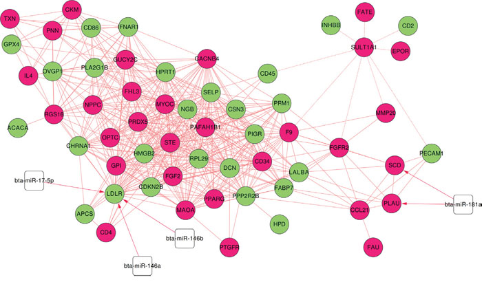 miRNA-targeted co-expression network.