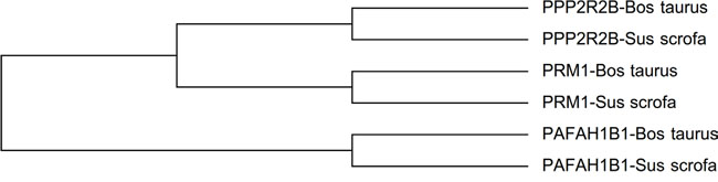 Phylogenetic tree of PPP2R2B, PRM1 and PAFAH1B1 in Bos taurus and Sus scrofa.