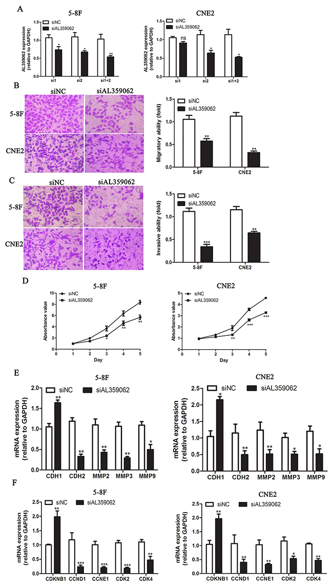 AL359062 knockdown suppress NPC cell metastasis, invasion and proliferation in vitro.