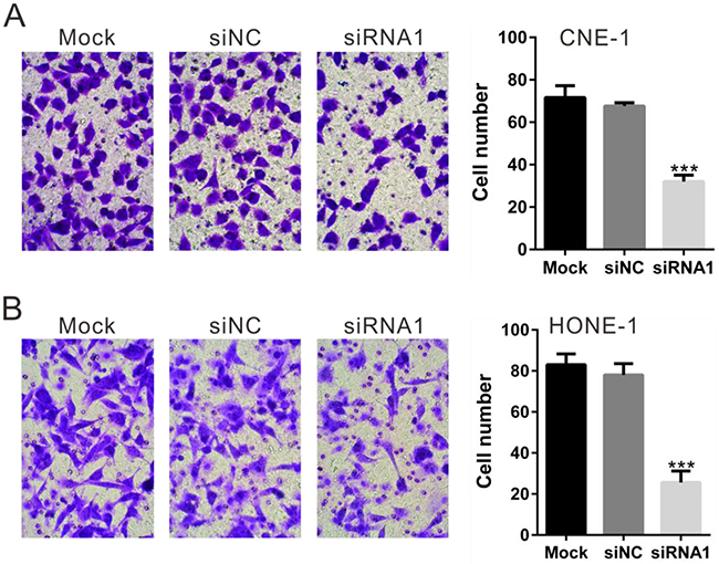 Silencing of TBX2 inhibits NPC cell in vitro migration.