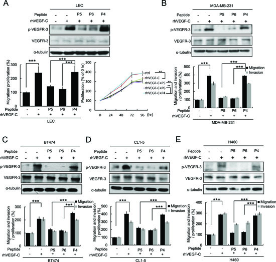 P5 and P6 peptides inhibit VEGF-C/VEGFR-3 signaling and cell mobility in LECs and multiple cancer cells.
