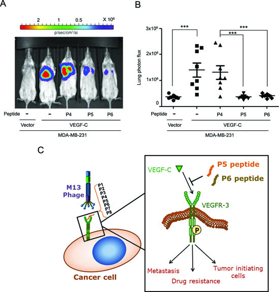 P5 and P6 peptides inhibit metastasis in an experimental metastasis animal model.
