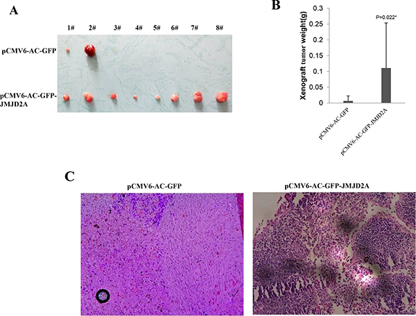 JMJD2A promotes liver cancer cell growth in vivo.