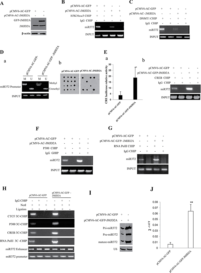 JMJD2A enhances miR372 expression epigenetically.