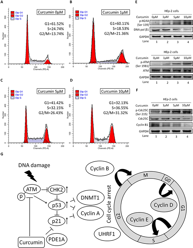 Role of ATM/Chk2/p53 in CUR mediated G2/M cell cycle arrest.