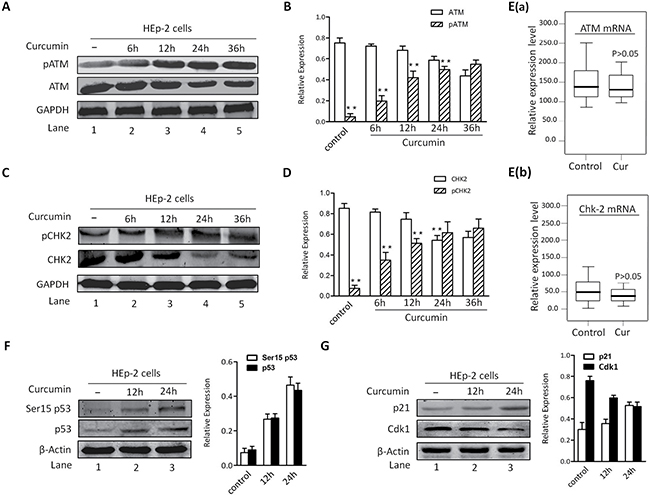 CUR-induced apoptosis is associated with activation of ATM/Chk2/p53 signal pathway.