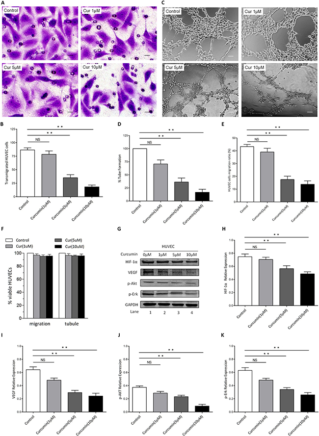 CUR blocks migration and tubule formation of HUVECs in vitro.