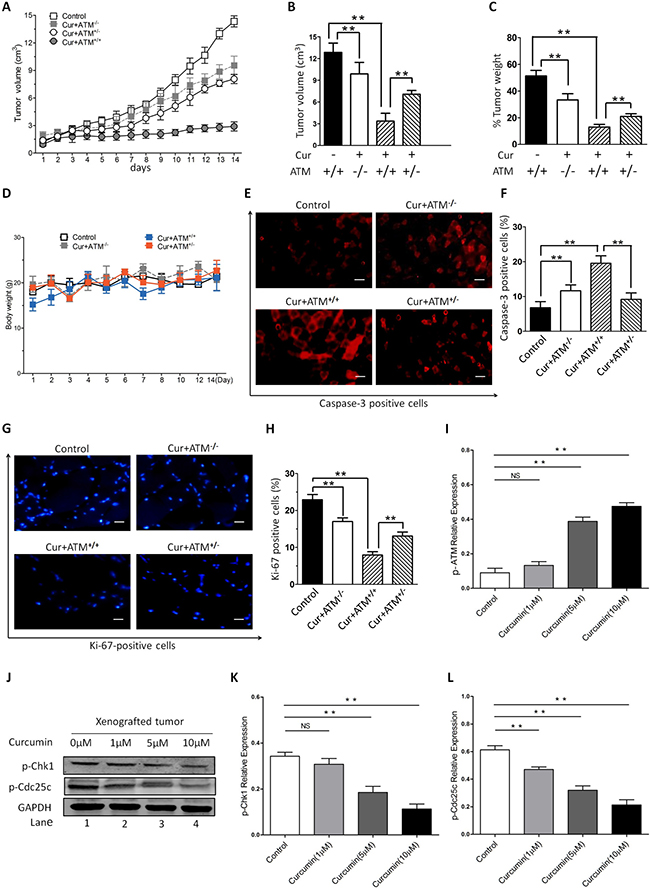 In vivo effects of CUR on HNSCC growth.