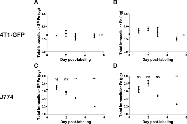 The superparamagnetic iron content remains constant in 4T1-GFP cells after MIRB labeling, whereas it drops in J774 macrophages.