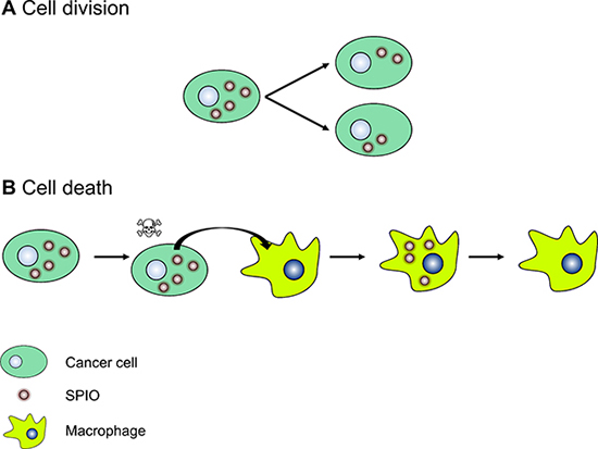 A cartoon representing the mechanisms of the loss of MR T2(*) contrast after injection of SPIO-labeled cancer cells in vivo