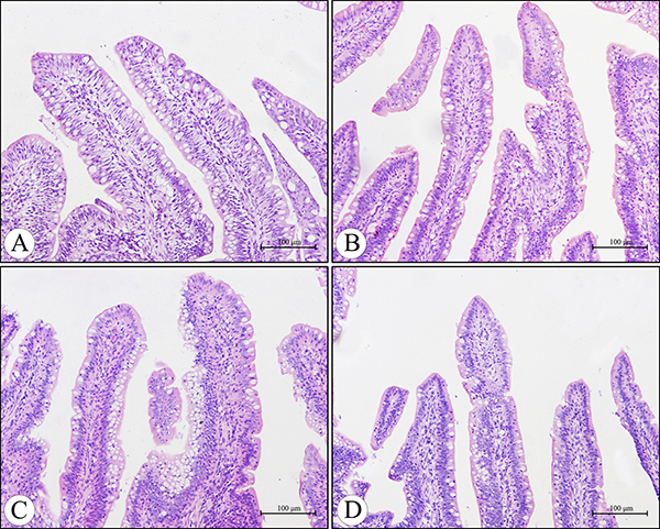 Histological structure of the villi in the cecal tonsil at 21 days of age under light microscopy (H.E staining).