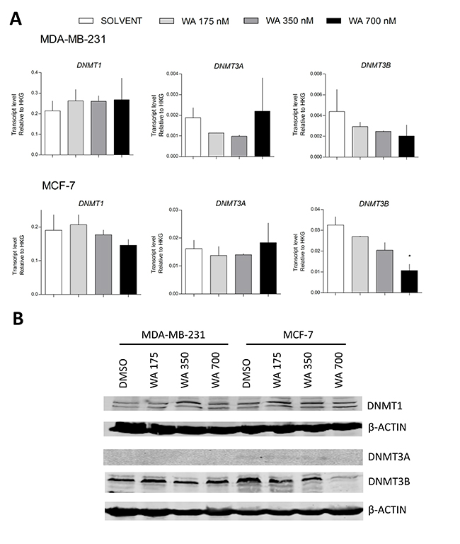 WA does not alter DNMTs gene and protein expression.