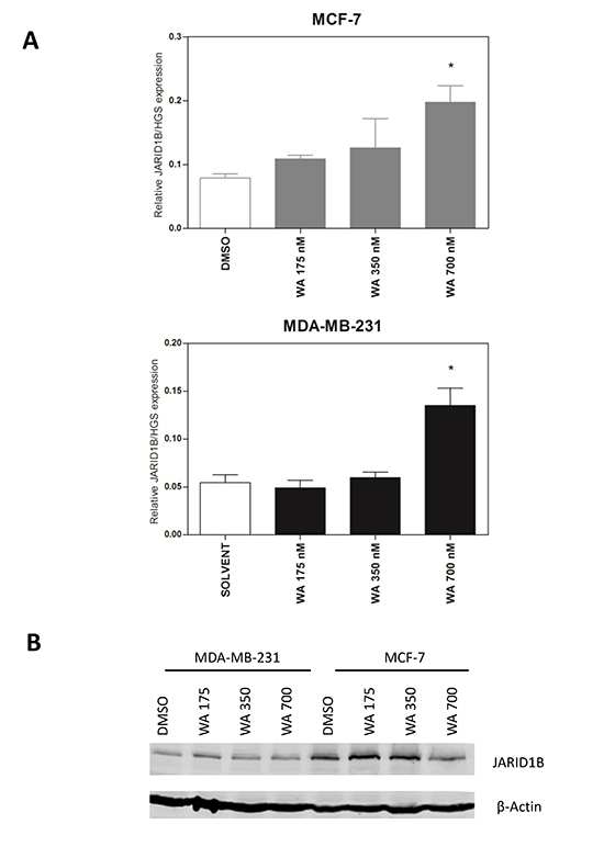 WA treatment increases JARID1B (KDM5B) mRNA, but not protein expression.